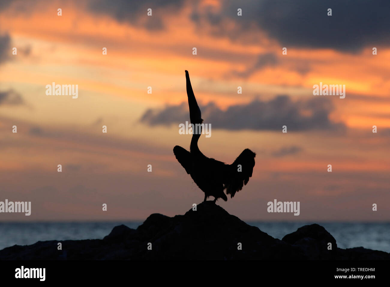 Pellicano marrone (Pelecanus occidentalis), silhouette nella luce della sera, Curacao Foto Stock