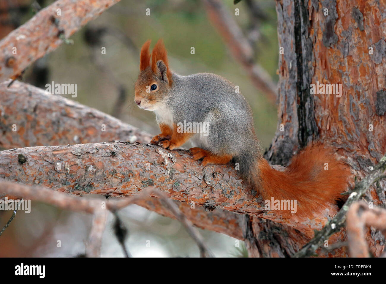 Unione scoiattolo rosso, Eurasian red scoiattolo (Sciurus vulgaris), seduto su un ramo su un albero, vista laterale, Finlandia e Lapponia Foto Stock