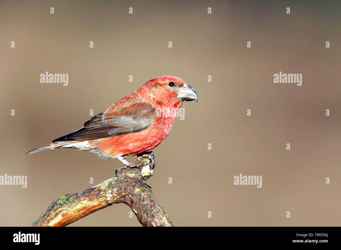 Parrot crossbill (Loxia pytyopsittacus), maschio su un ramo di pino, Paesi Bassi Foto Stock
