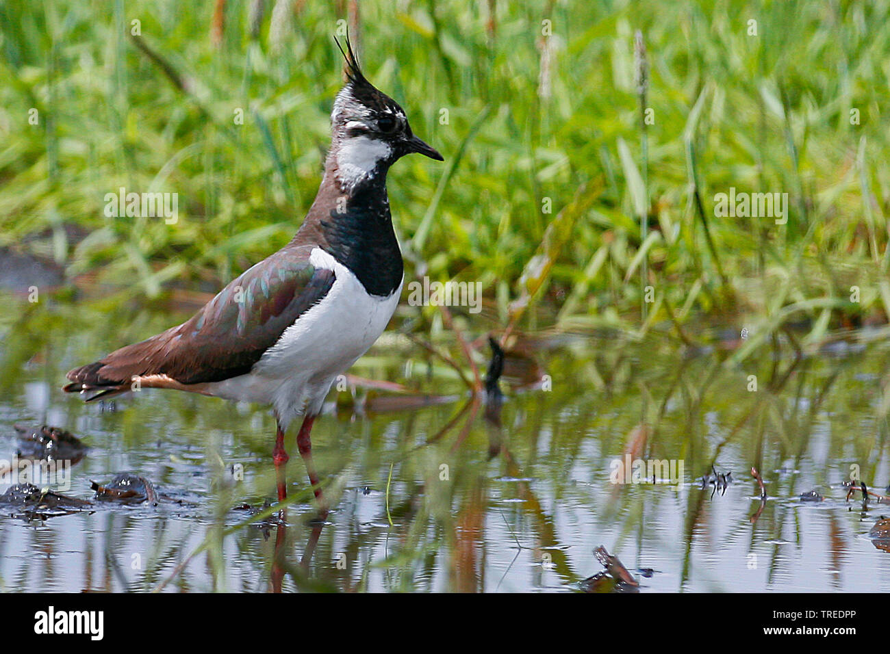 Pavoncella (Vanellus vanellus), si trova in acque poco profonde, Germania Foto Stock