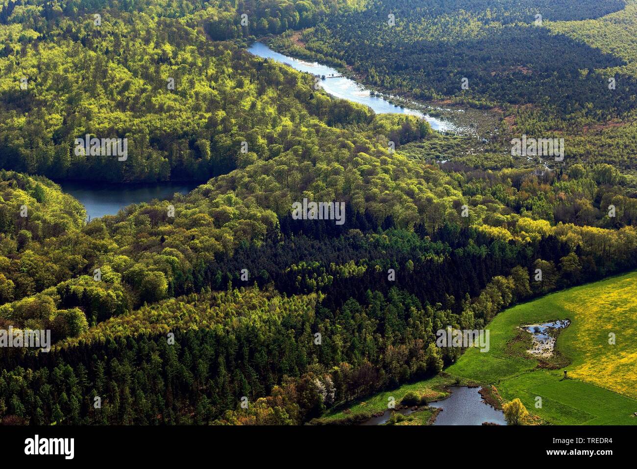 Bosco misto in Germania settentrionale, vista aerea, Germania Foto Stock