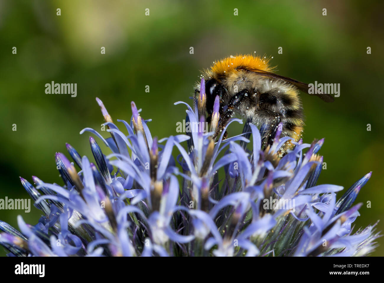 Carda bee, comune carda bee (Bombus pascuorum, Bombus agrorum, Megabombus pascuorum floralis), impollinare un globo thistle, Echinops, Germania Foto Stock