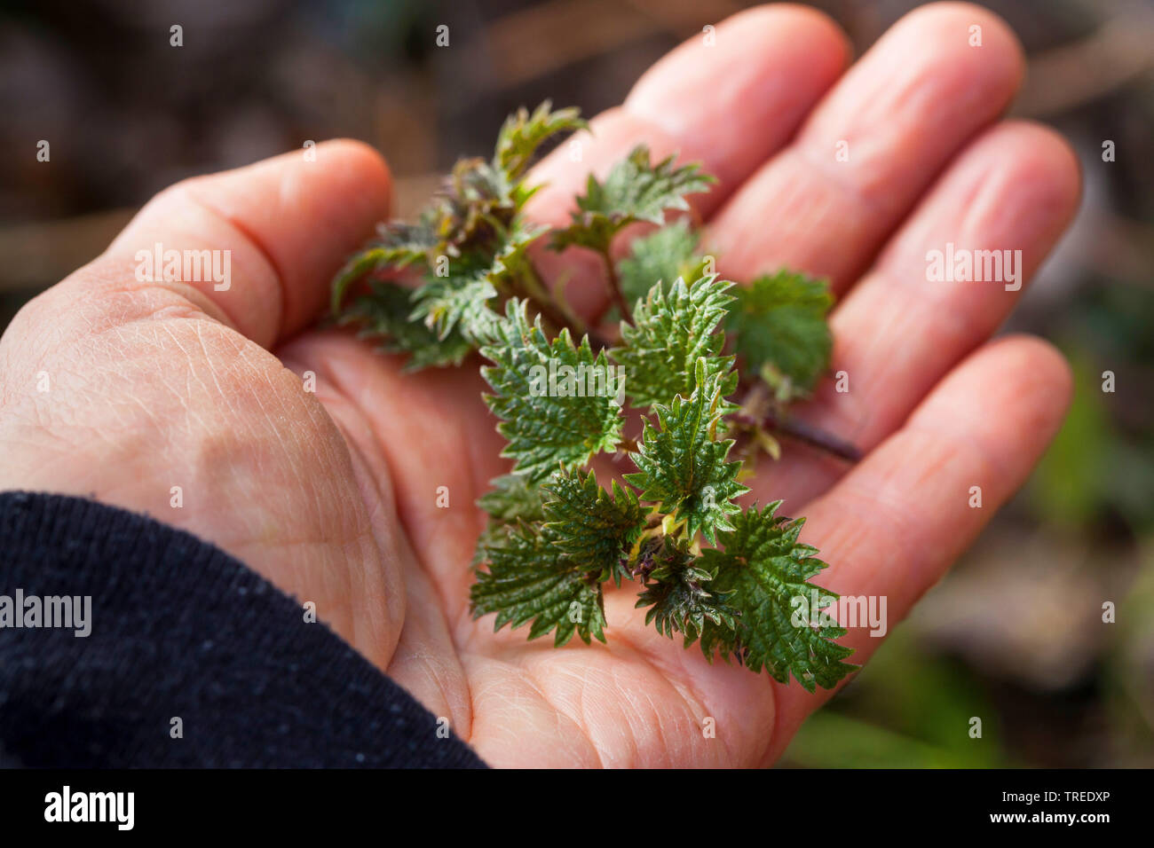 Ortica (Urtica dioica), Giovani foglie in primavera, Germania Foto Stock