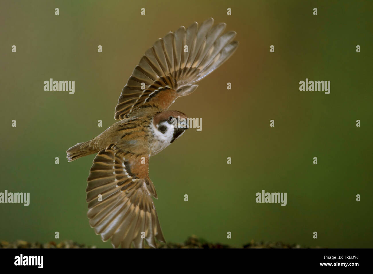 Eurasian tree sparrow (Passer montanus), femmina in volo, breve tempo di esposizione, Germania Foto Stock