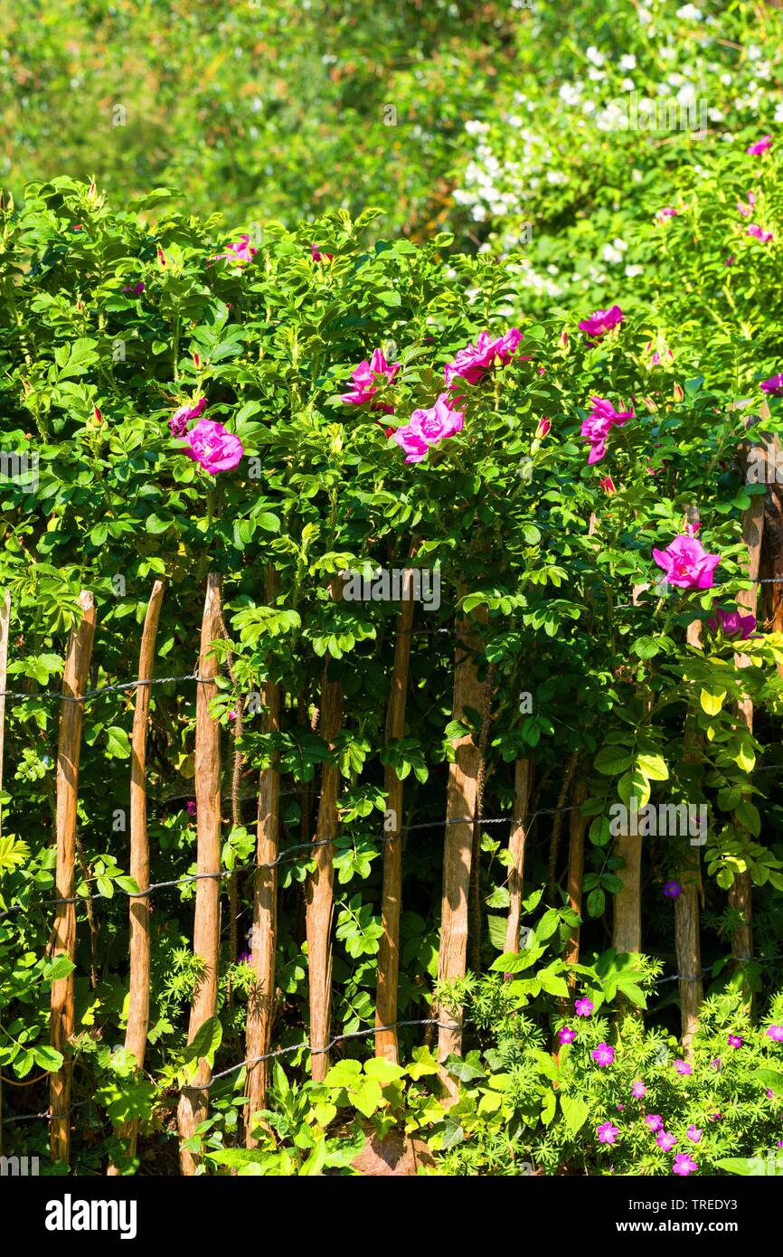 Rosa rugosa, Giapponese rosa (Rosa rugosa), fioritura in un recinto, Germania Foto Stock