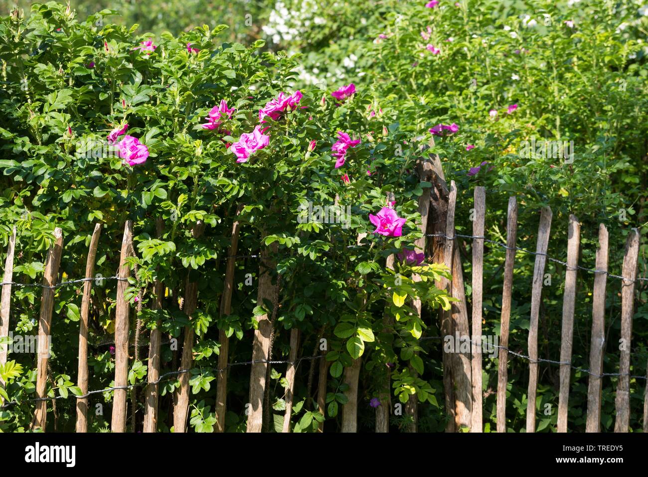 Rosa rugosa, Giapponese rosa (Rosa rugosa), fioritura in un recinto, Germania Foto Stock