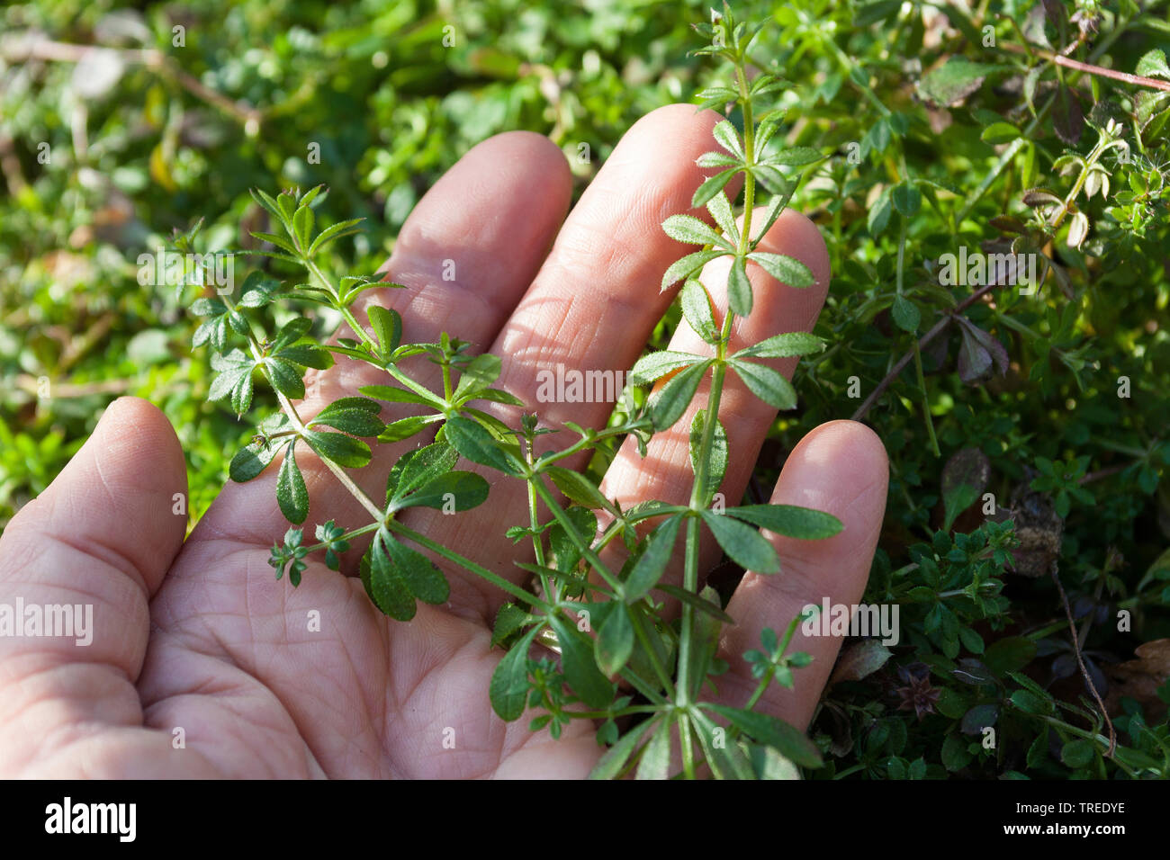 Cleavers, Goosegrass, Catchweed (bedstraw Galium aparine), giovani piante, raccolti, Germania Foto Stock