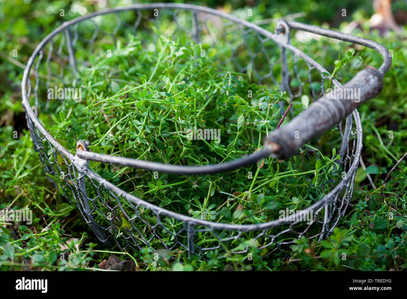 Cleavers, Goosegrass, Catchweed (bedstraw Galium aparine), giovani piante, raccolti in un cestello, Germania Foto Stock