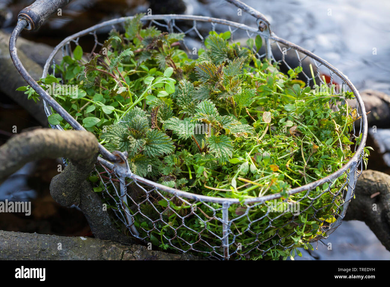 Raccolte le foglie di ortica, chickweed e goosegrass in un cestello, Germania Foto Stock