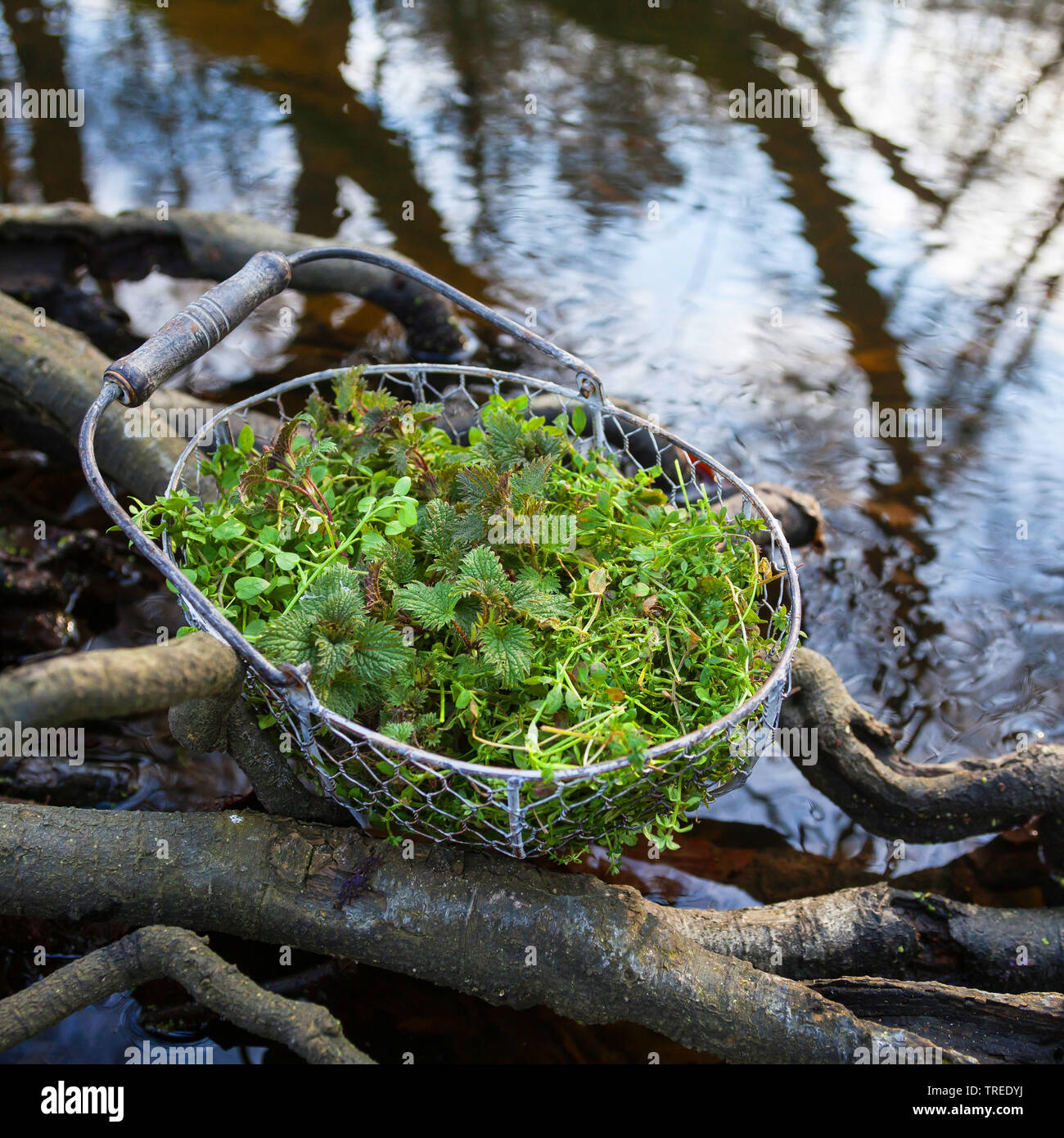Raccolte le foglie di ortica, chickweed e goosegrass in un cestello, Germania Foto Stock
