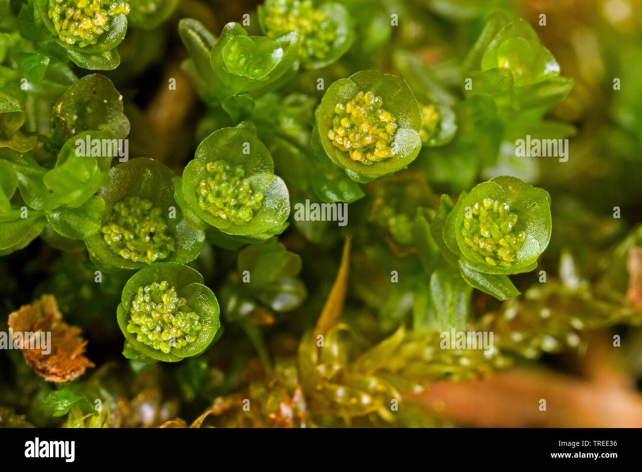 Quattro pellucida-dente moss (Tetraphis pellucida, Georgia pellucida ...