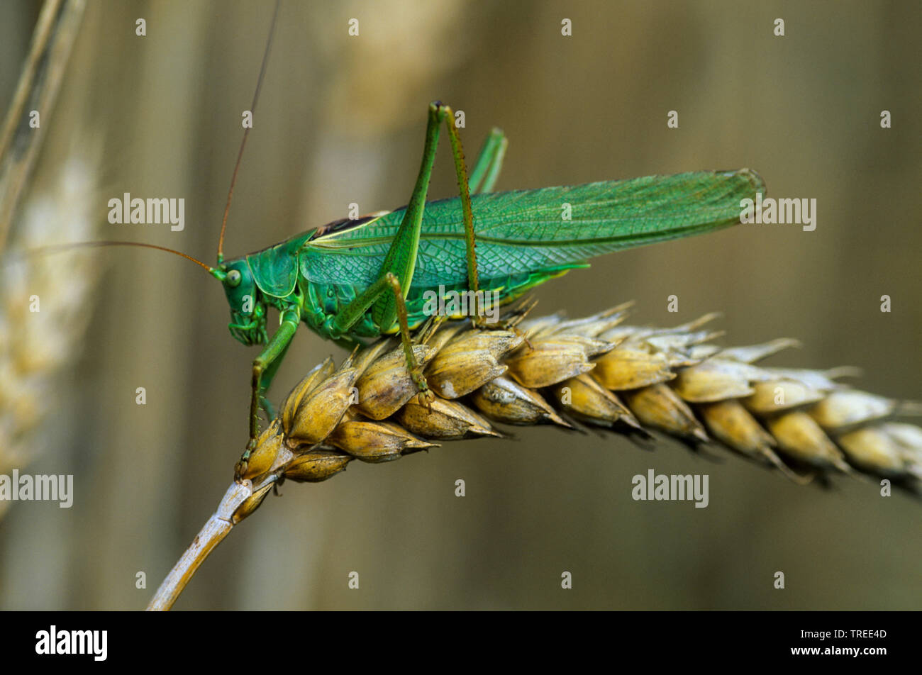 Grande Bush-Cricket verde, verde Bush-Cricket (Tettigonia viridissima), maschio sul grano, Germania Foto Stock