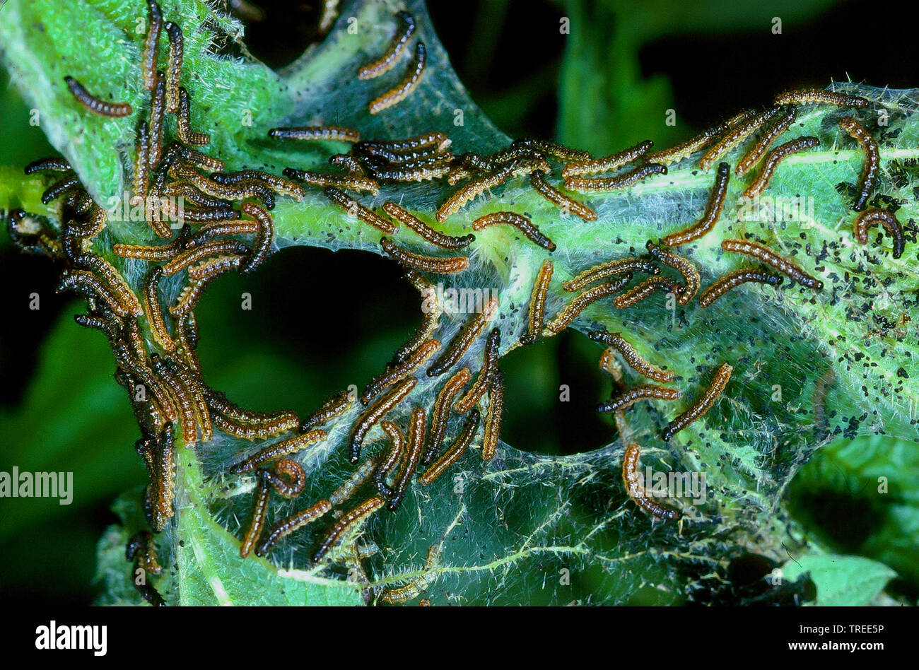 Farfalla Pavone, Europeo Peacock (Inachis io, Nymphalis io, Aglais io), bruchi su foglia di ortica, Germania Foto Stock