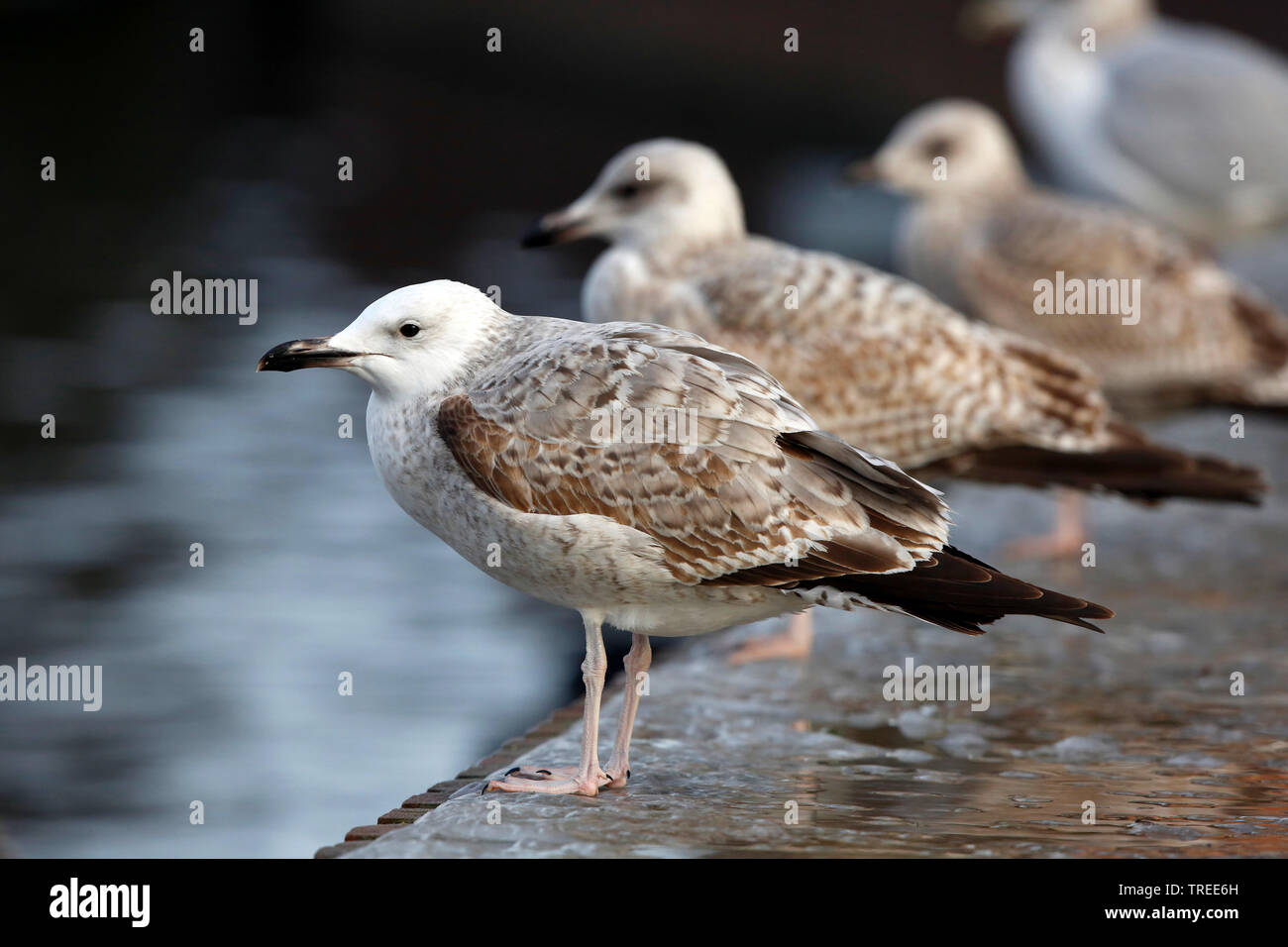 Caspian Gull (Larus cachinnans, Larus cachinnans cachinnans), Caspian gabbiani nel piumaggio giovanile su una parete, vista laterale, Paesi Bassi Olanda meridionale Foto Stock