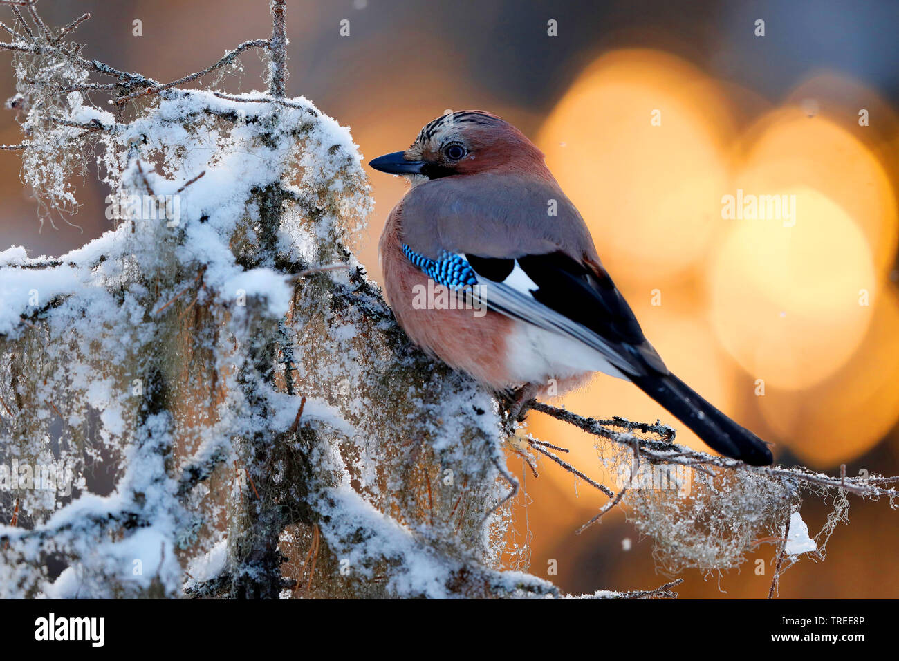 Jay (Garrulus glandarius), nella luce della sera su un ramo, Svezia Foto Stock