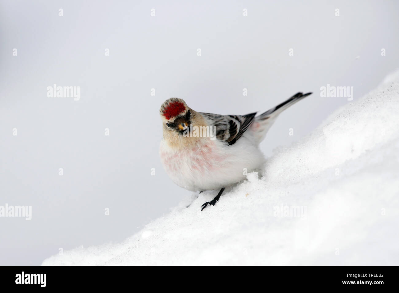 Arctic redpoll, annoso redpoll (Carduelis hornemanni hornemanni, Acanthis hornemanni hornemanni), seduto sulla neve, la Groenlandia Foto Stock