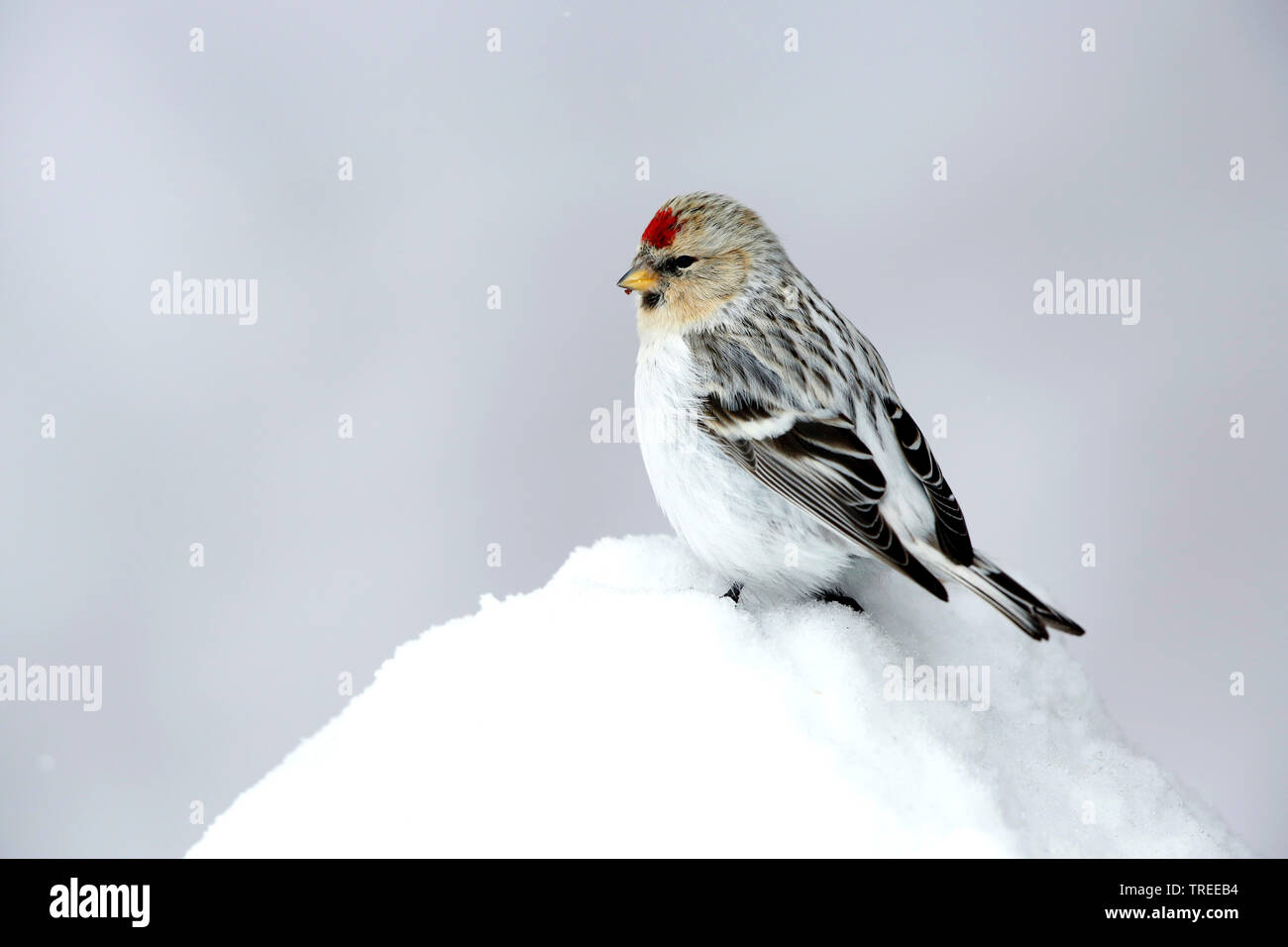 Arctic redpoll, annoso redpoll (Carduelis hornemanni hornemanni, Acanthis hornemanni hornemanni), seduto sulla neve, la Groenlandia Foto Stock