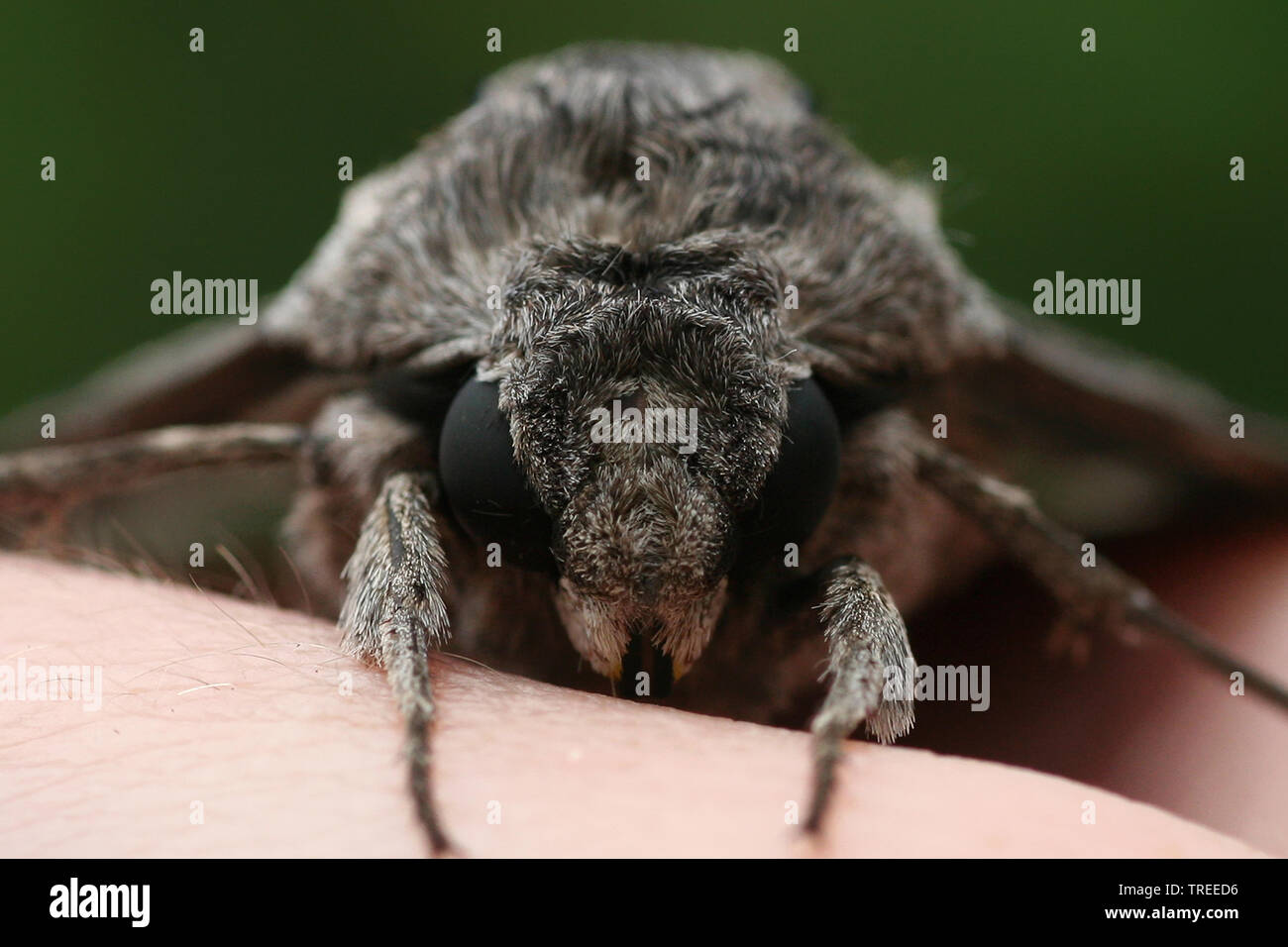 Convolvulus hawkmoth, gloria di mattina sphinx moth (Agrius convolvuli, Herse convolvuli Sphinx convolvuli), ritratto, Paesi Bassi Foto Stock