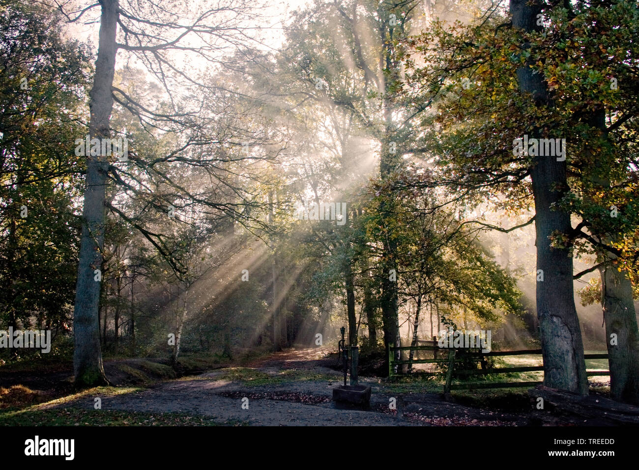 Forest Duc de Brabant in autmn, Paesi Bassi, Noord-Brabant Foto Stock