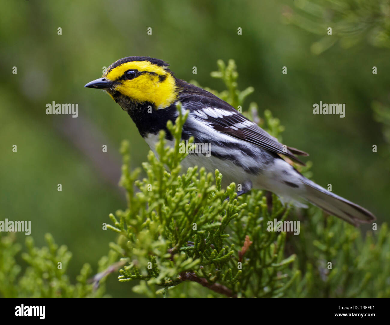 Golden-cheeked trillo (Setophaga chrysoparia, Dendroica chrysoparia), maschio su un ramo, USA, Texas Foto Stock