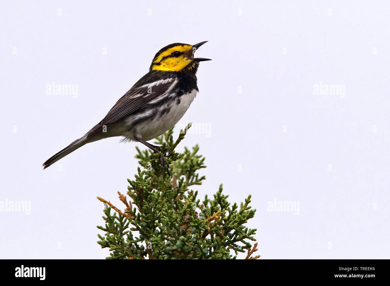 Golden-cheeked trillo (Setophaga chrysoparia, Dendroica chrysoparia), cantando maschio, STATI UNITI D'AMERICA, Texas Foto Stock