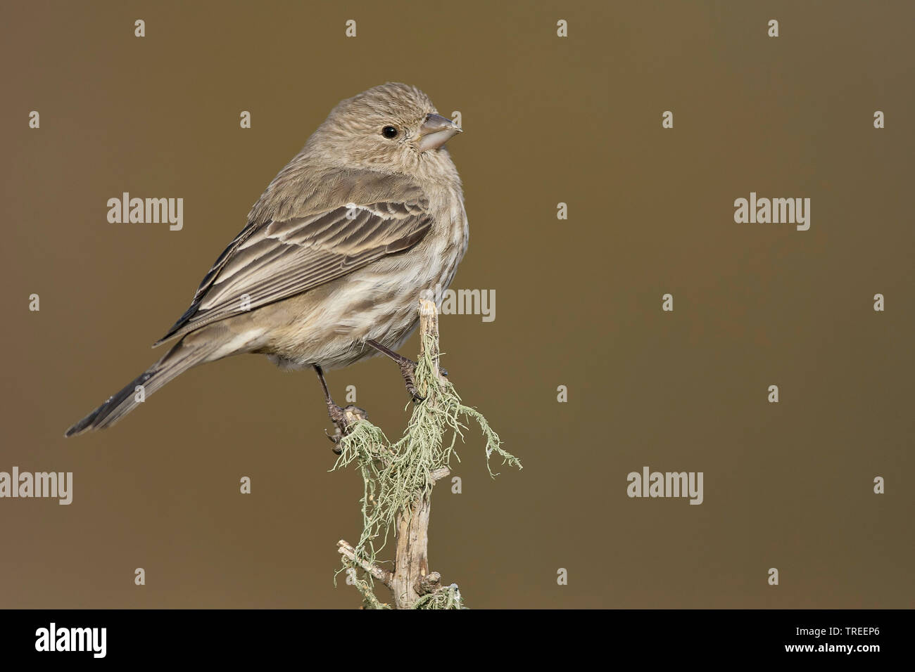 House Finch (Carpodacus mexicanus), femmina su un ramoscello, USA, New Mexico Foto Stock