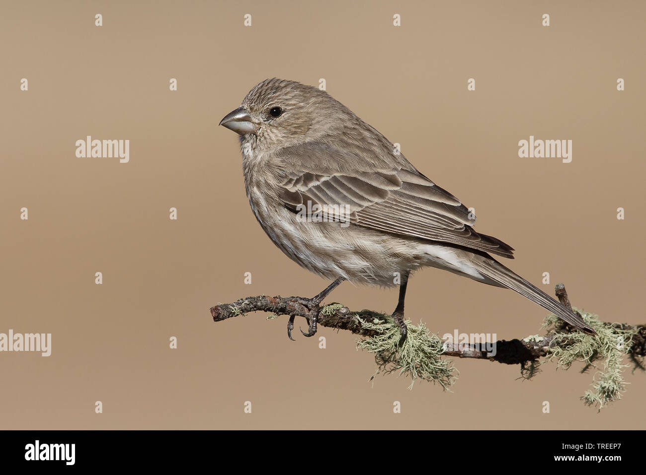 House Finch (Carpodacus mexicanus), femmina su un ramoscello, USA, New Mexico Foto Stock