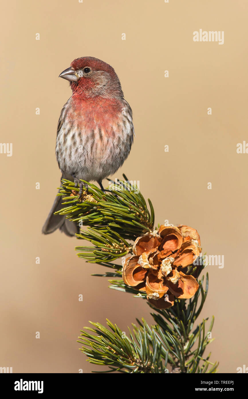 House Finch (Carpodacus mexicanus), maschio su un ramoscello, USA, New Mexico Foto Stock