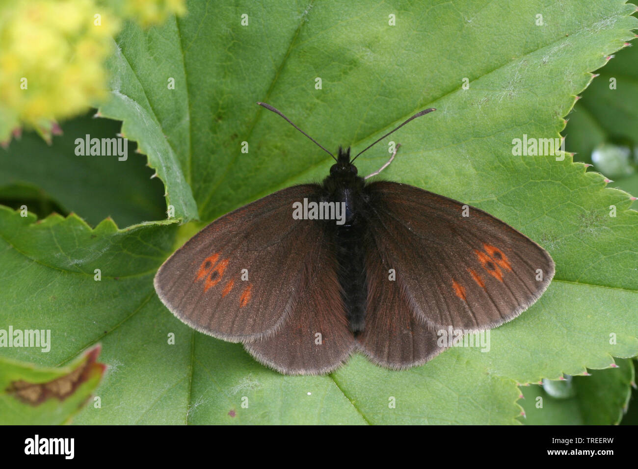 Anello di montagna (Erebia epiphron), si siede su una foglia, Austria, Parco Nazionale Hohe Tauern Foto Stock