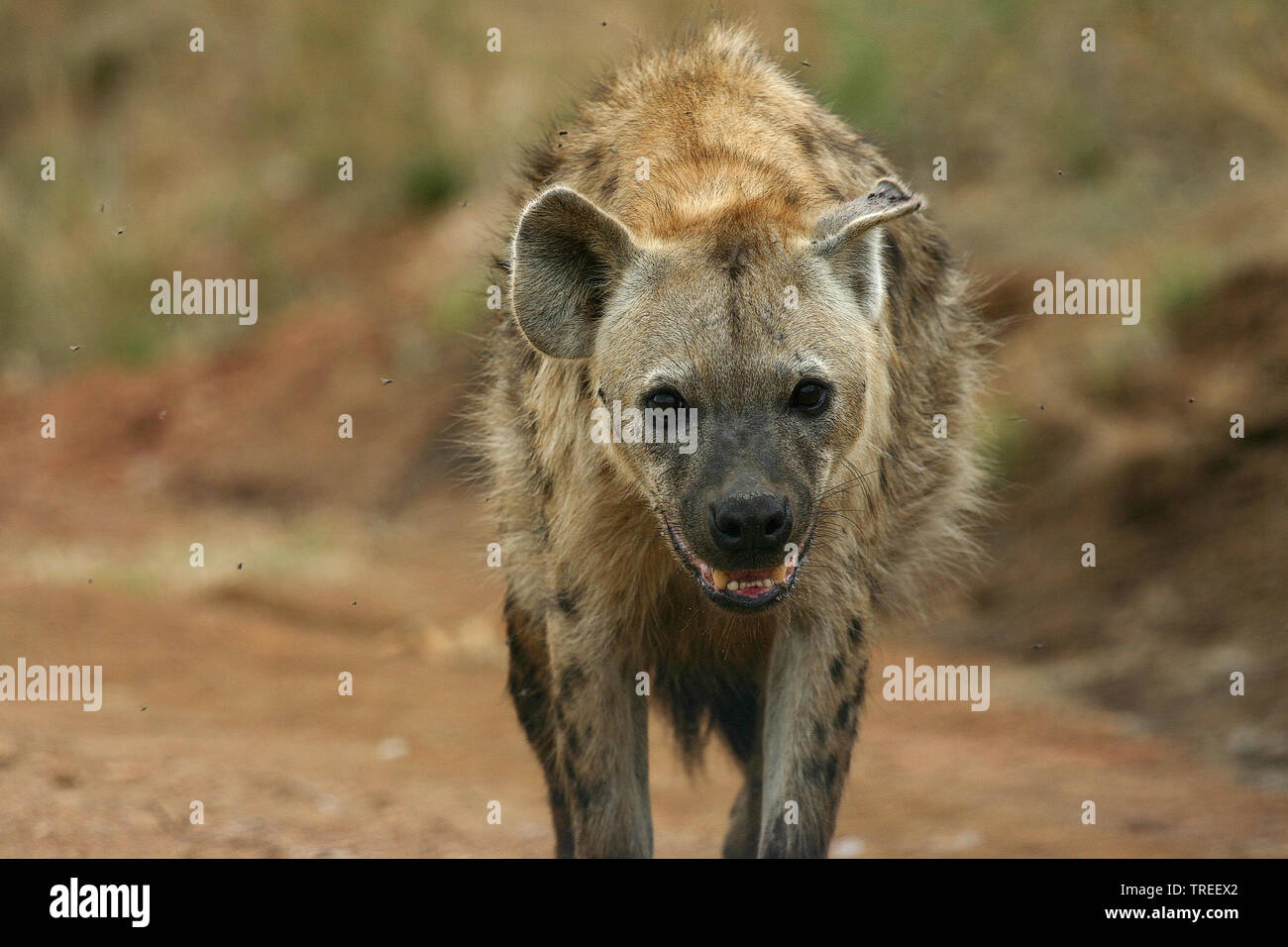 Spotted hyena (Crocuta crocuta), in piedi su un percorso, vista frontale, Sud Africa, Lowveld Krueger National Park Foto Stock