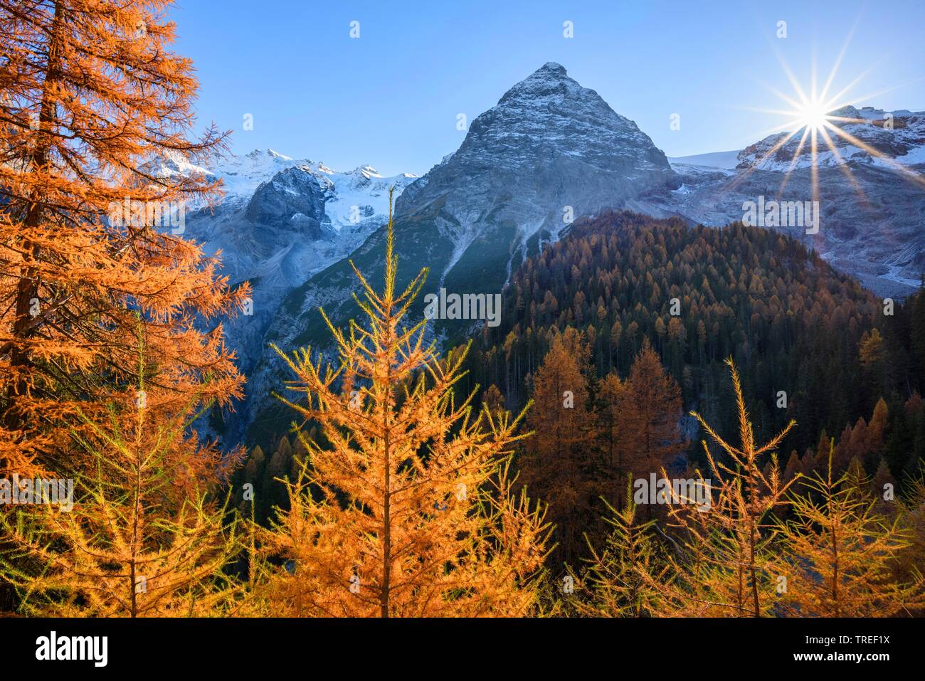 Larice comune, EUROPEE Larice (Larix decidua, Larix europaea), il Passo dello Stelvio con i larici in autunno, Italia, Alto Adige Foto Stock