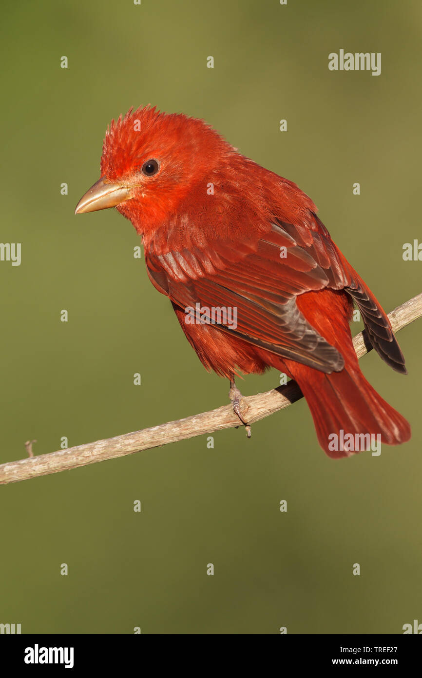 Estate tanager (Piranga rubra), maschio, STATI UNITI D'AMERICA, Texas Foto Stock