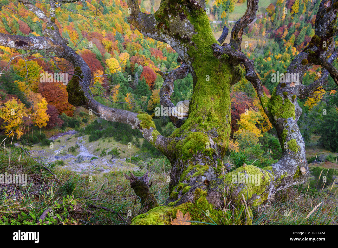 Comune di faggio (Fagus sylvatica), vecchio faggio morto sopra la valle di Isar, in Germania, in Baviera Foto Stock