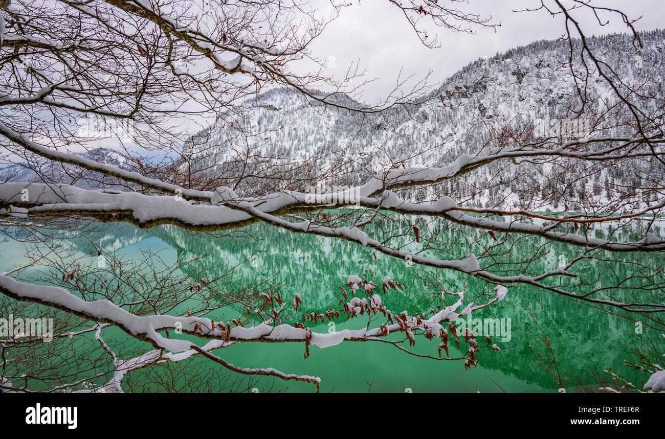 Lago Sylvenstein in inverno con coperta di neve rami, in Germania, in Baviera Foto Stock