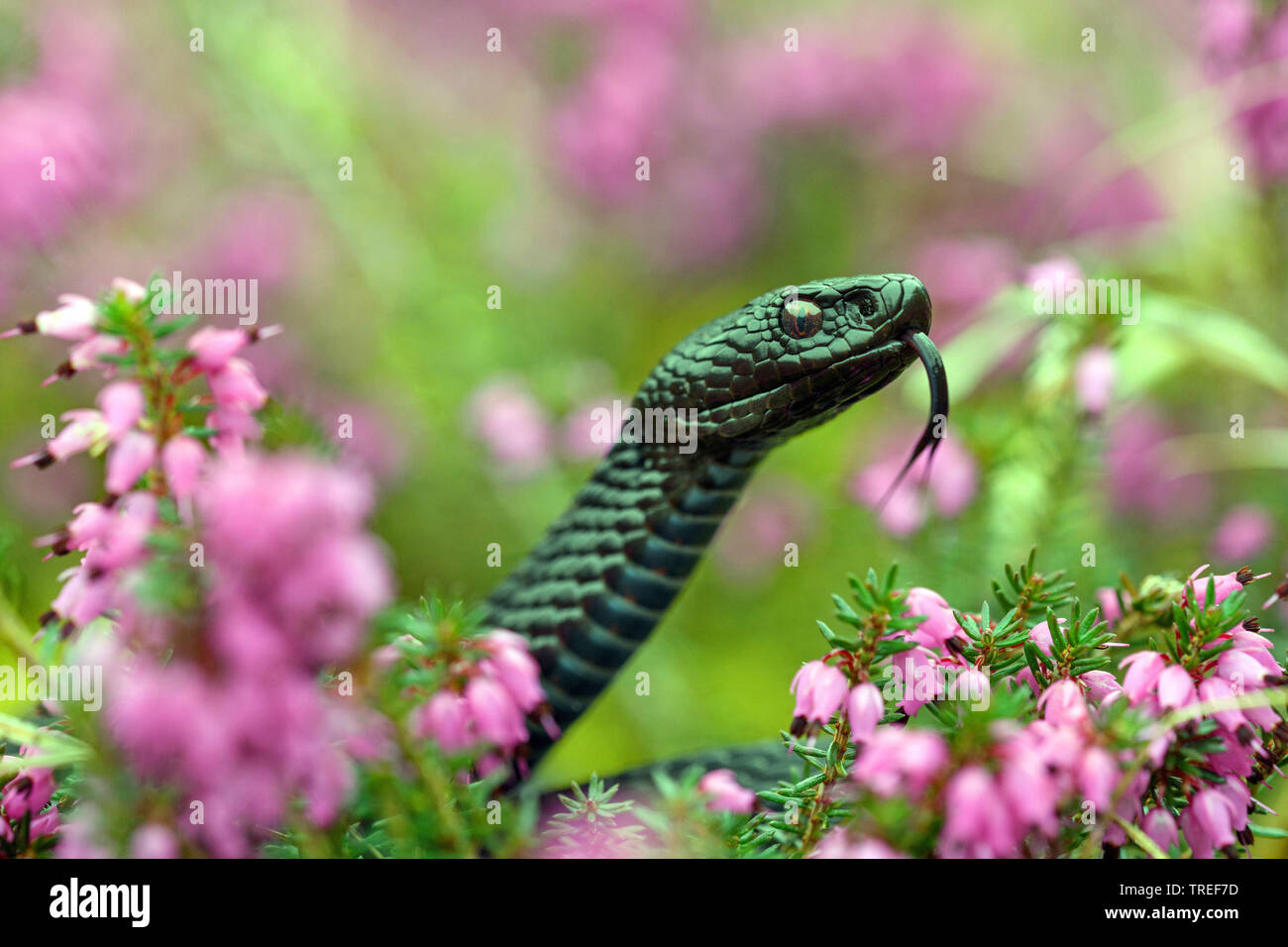 Il sommatore, comune viper, comune europea, Viper Viper comune (Vipera berus), tra blooming inverno heath, in Germania, in Baviera Foto Stock