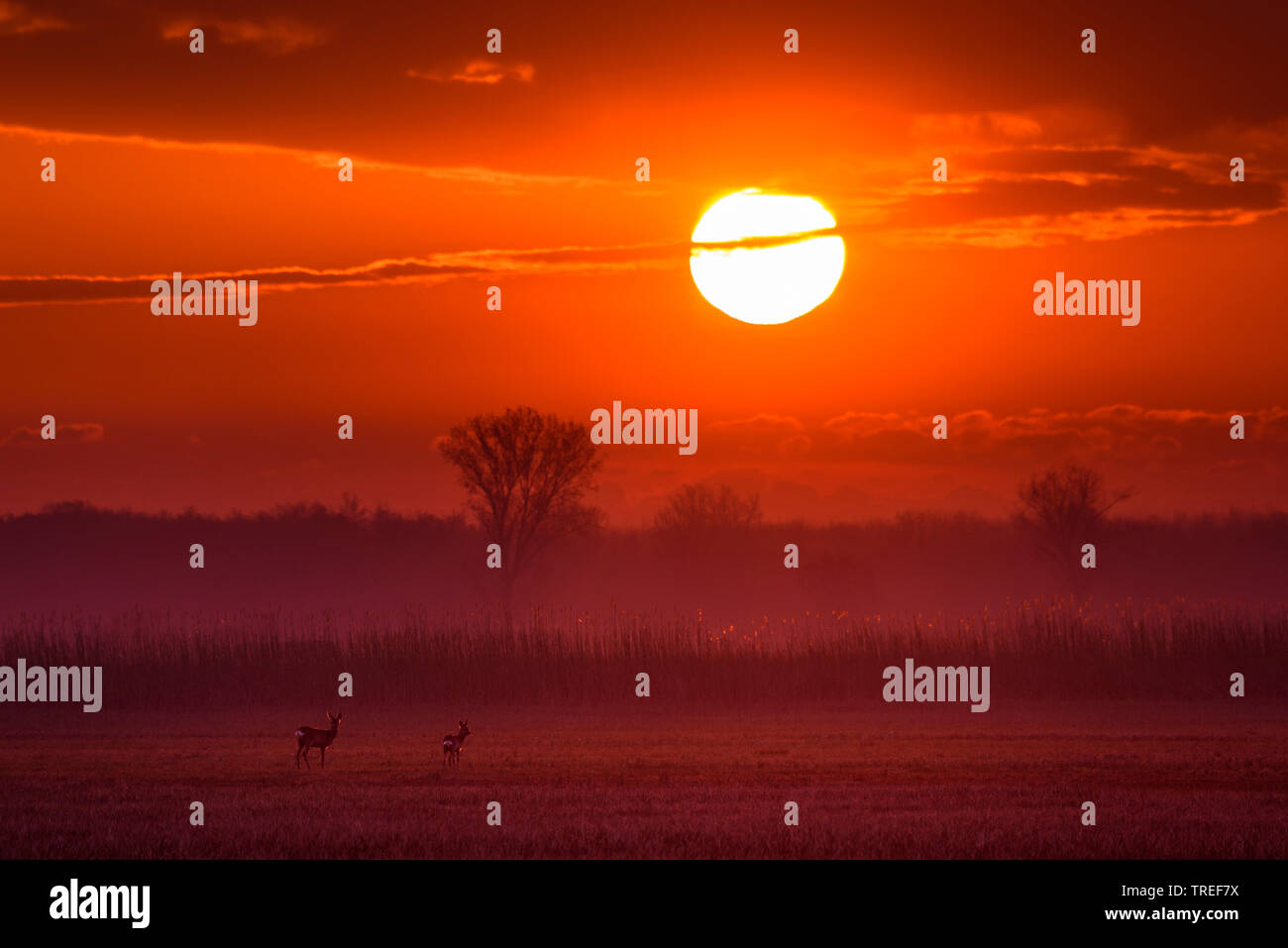 Il capriolo (Capreolus capreolus), caprioli in piedi su un campo di fronte di sunrise, Austria, Burgenland, Neusiedler See Parco Nazionale Foto Stock
