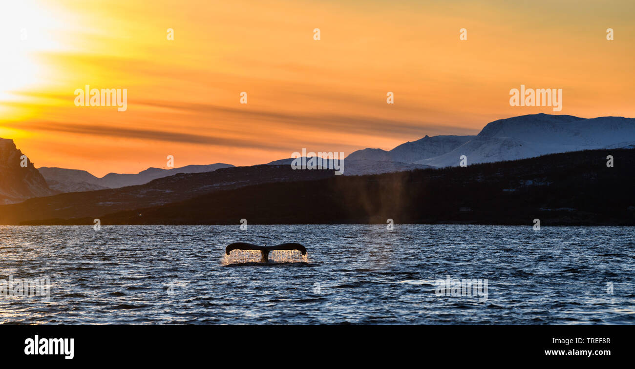 Humpback Whale (Megaptera novaeangliae), Fluke davanti la costa nord panorama al tramonto, Norvegia Foto Stock