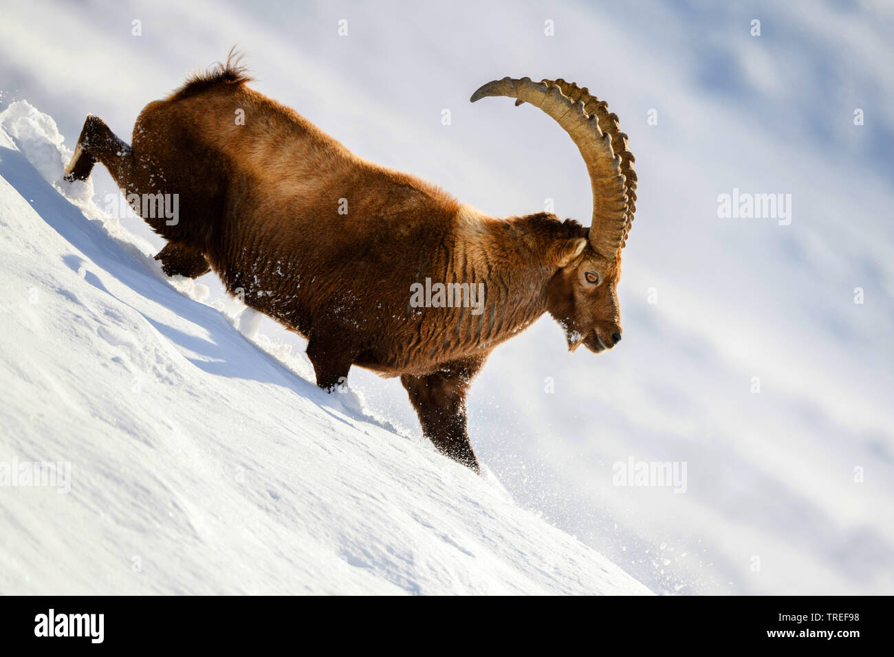 Stambecco delle Alpi (Capra ibex, Capra ibex ibex), maschio a piedi giù per una coperta di neve scarpata, vista laterale, Italia, Alto Adige Foto Stock