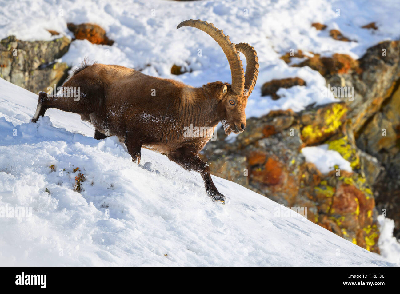 Stambecco delle Alpi (Capra ibex, Capra ibex ibex), maschio a piedi giù per una coperta di neve scarpata, vista laterale, Italia, Alto Adige Foto Stock