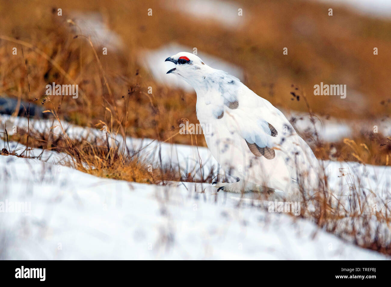 Pernice bianca, Neve di pollo (Lagopus mutus), maschio nella neve, chiamando, Italia, Alto Adige Foto Stock