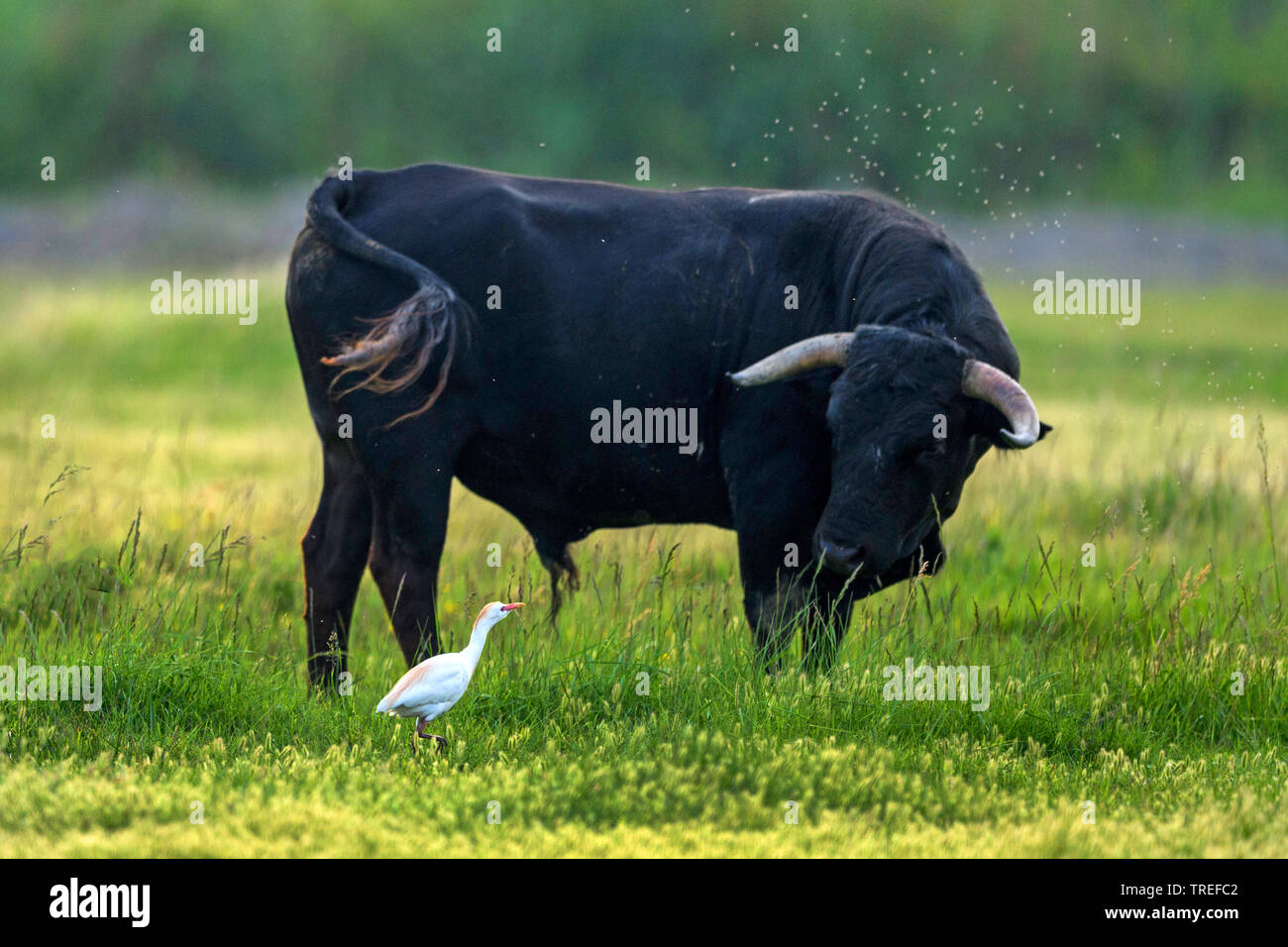Airone guardabuoi, Buff-backed heron (Ardeola ibis, Bubulcus ibis), sorge accanto a un toro nero, Francia Provenza Foto Stock