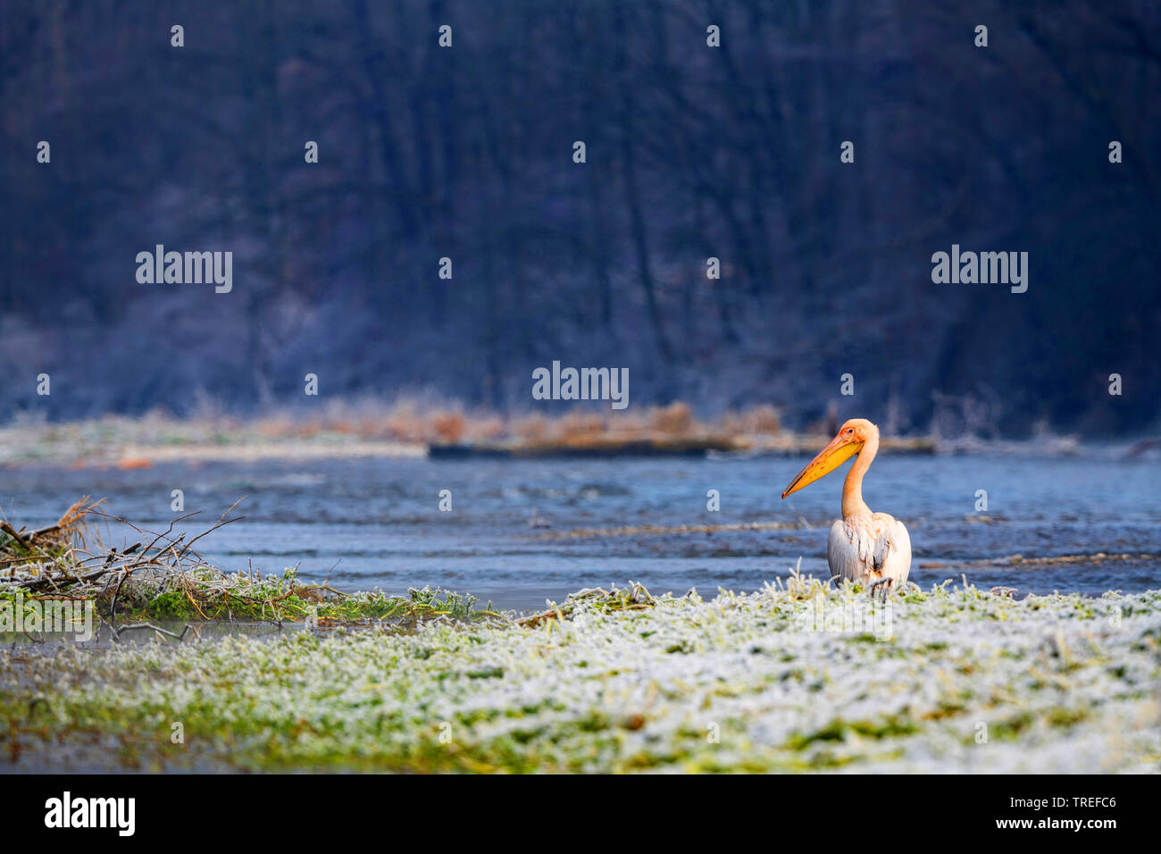 Orientale pellicano bianco (Pelecanus onocrotalus), si trova sulle sponde del fiume Isar, in Germania, in Baviera Foto Stock