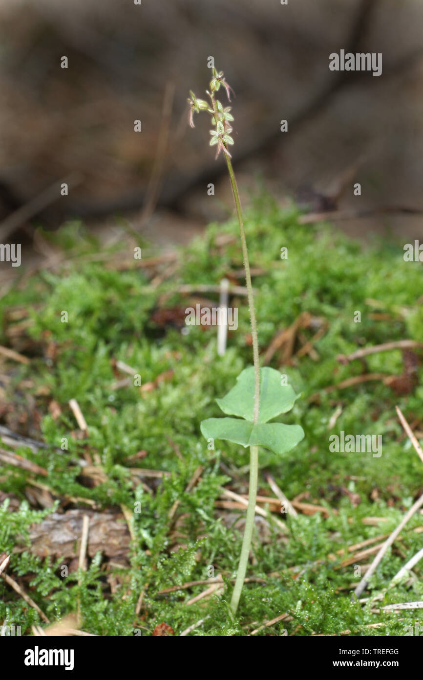 Lesser twayblade, cuore-lasciato, twayblade Listera cordata (Listeria cordata, Neottia cordata), fioritura, Paesi Bassi Schiermonnikoog Foto Stock