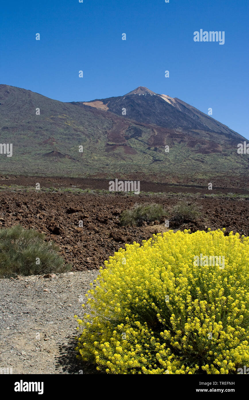 Vulcano del Teide Tenerife, Isole Canarie, Tenerife, Parco Nazionale del Teide Foto Stock