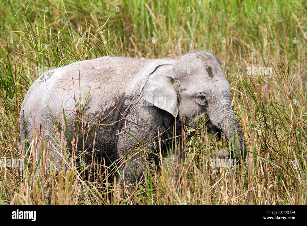 L'elefante indiano (Elephas maximus indicus, Elephas maximus bengalensis), sui mangimi, India, il Parco Nazionale di Kaziranga Foto Stock