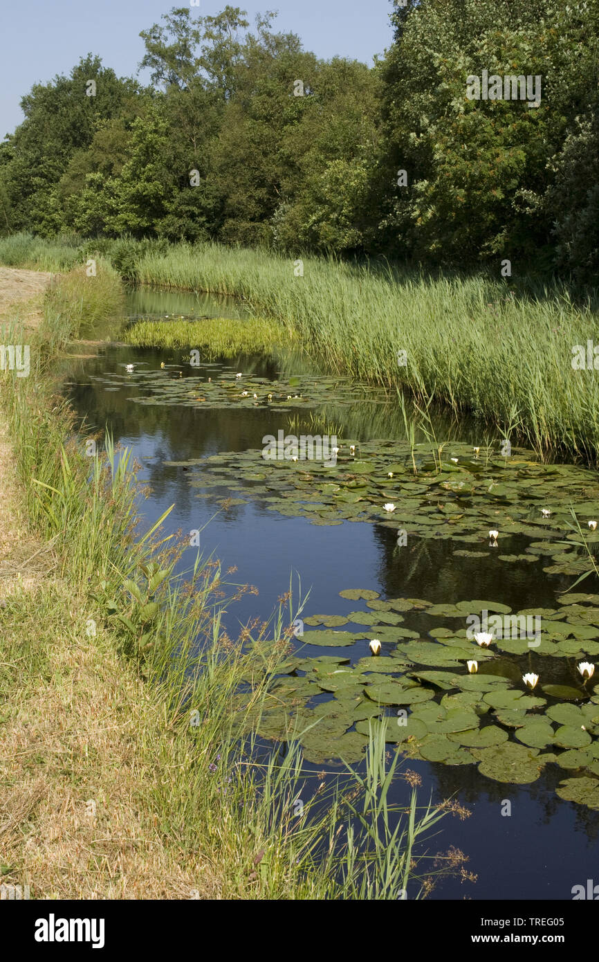 Ninfea bianca, white pond lily (Nymphaea alba), il Fossato in Kromme Rade, Paesi Bassi Foto Stock