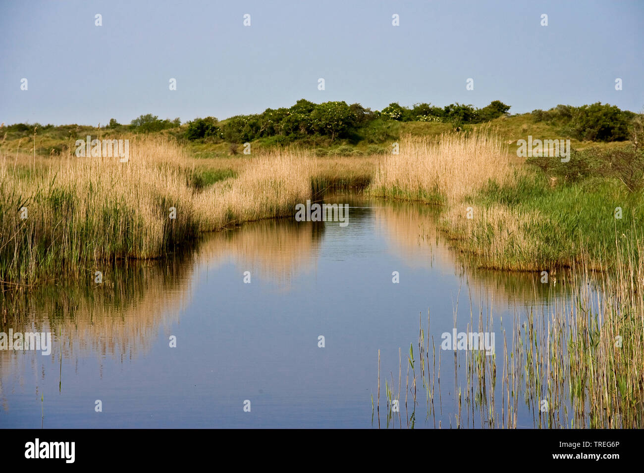 Lagune di marea in marsh prati, Paesi Bassi, Schiermonnikoog Foto Stock