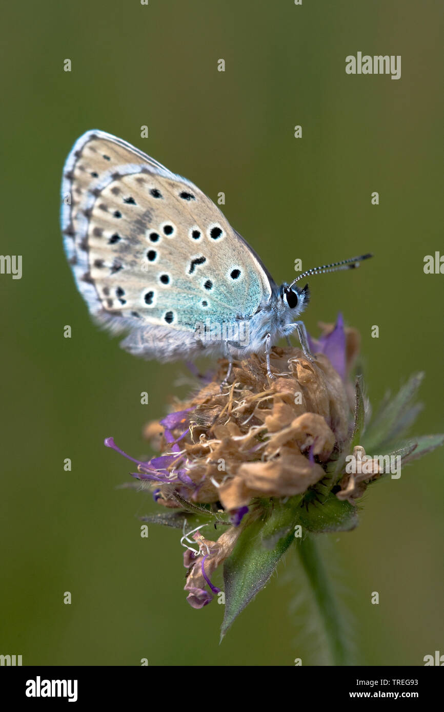 Grande blu (Phengaris arion, Maculinea arion, Glaucopsyche Arion), su infiorescenza appassiti, Germania Foto Stock