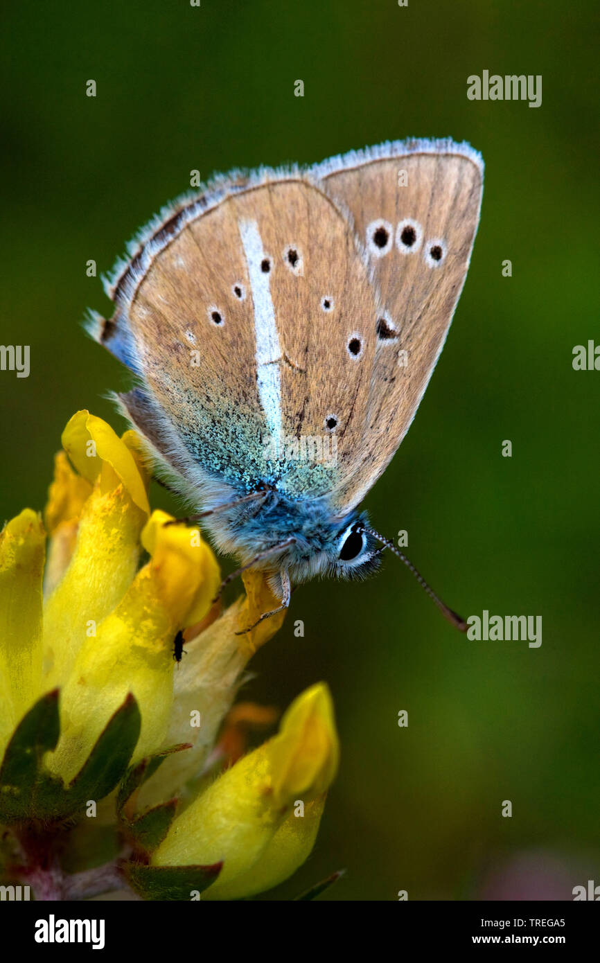 Damon blu (Polyommatus damon, Agrodiaetus Damon), su Anthyllis, Germania Foto Stock