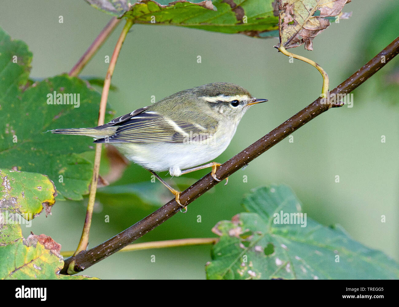 Giallo-browed trillo (Phylloscopus inornatus), su un ramo, Paesi Bassi, Texel Foto Stock